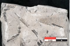 Foto (Detailansicht) von Sphenopteris haidingeri Ettingshausen (NHMW-GEO-2024-0188-10811)